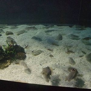 Cuttlefish Exhibit at Barcelona Aquarium, 31/05/11