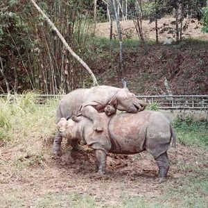 Sumatran Rhinos at Sungai Dusun
