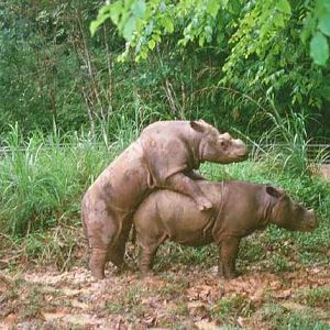 Sumatran Rhinos at Sungai Dusun