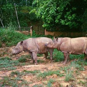Sumatran Rhinos at Sungai Dusun