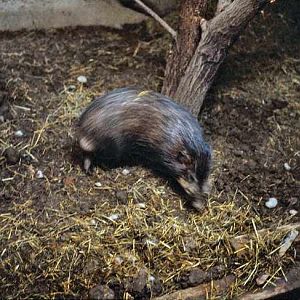 Pygmy Hog - Zürich Zoo - 1980's