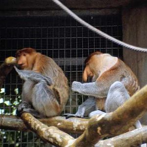 Proboscis Monkey - Basel Zoo - 1980's