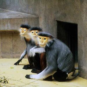Douc Langur - Basel Zoo - 198's