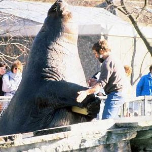 Heinz Scharpf with Elephant Seal - 1980's