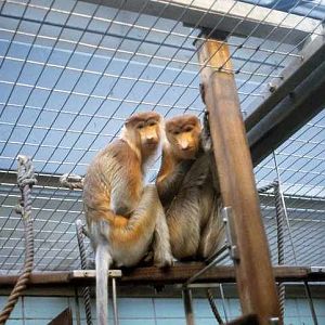 Proboscis Monkey - Stuttgart - 1980's