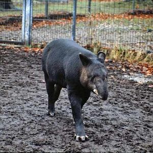 Mountain Tapir - Stuttgart - 1980's
