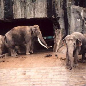 In memory of Siam - Paris - 1980's