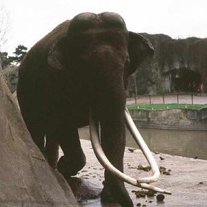 In memory of Siam - Paris - 1980's