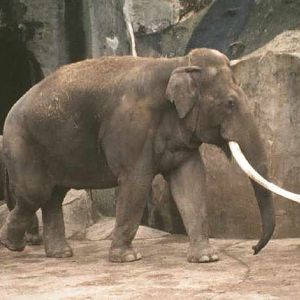 In memory of Siam - Paris - 1980's