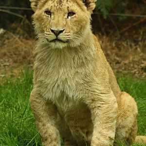 African Lion Cub