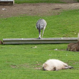 More Capybara Babies...