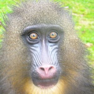 Mandrill at SLWAP 16/07/11