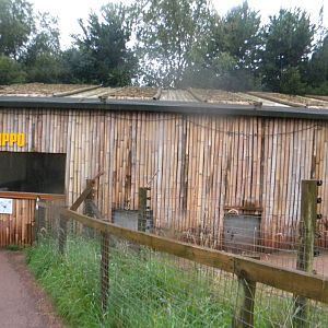 Pygmy Hippo house at SLWAP 16/07/11