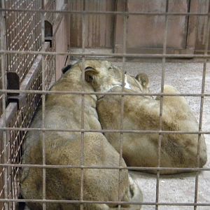 Tasa and Chevelle the African Lions at SLWAP 16/07/11