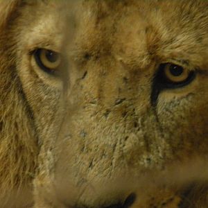 Shikar the African Lion at SLWAP 16/07/11