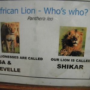 Lion sign at SLWAP 16/07/11