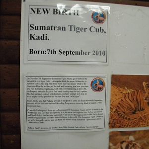 Tiger sign at SLWAP 16/07/11