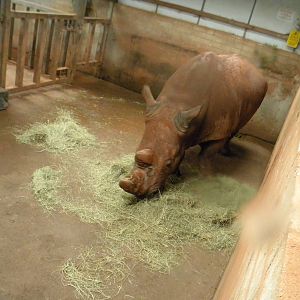 Southern White Rhino at SLWAP 16/07/11