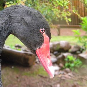 Black Swan at SLWAP 16/07/11