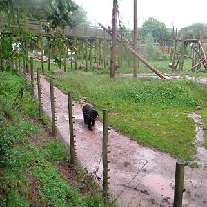 Mixed enclosure at SLWAP 16/07/11