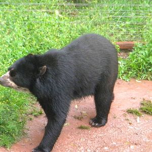 Andean Bear at SLWAP 16/07/11