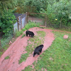 Andean Bears at SLWAP 16/07/11