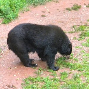 Andean Bear at SLWAP 16/07/11
