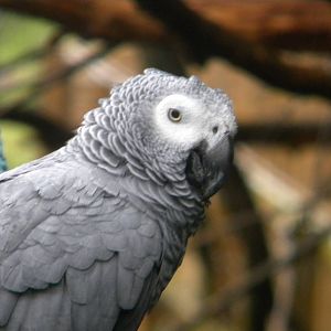 African Grey Parrot at SLWAP 16/07/11
