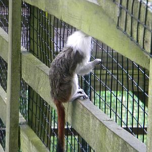 Cotton Top Tamarin at SLWAP 16/07/11