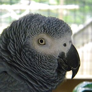 African Grey Parrot at SLWAP 16/07/11