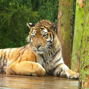 Nina the Amur Tiger at SLWAP 16/07/11