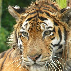 Nina the Amur Tiger at SLWAP 16/07/11