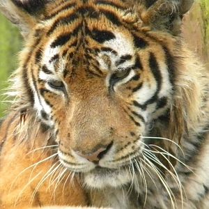 Nina the Amur Tiger at SLWAP 16/07/11