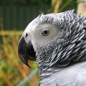 African Grey Parrot at SLWAP 16/07/11