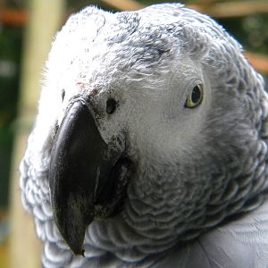 African Grey Parrot at SLWAP 16/07/11