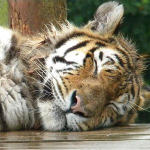 Nina the Amur Tiger at SLWAP 16/07/11