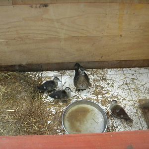 Wood Ducks at SLWAP 16/07/11