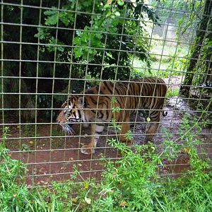 Sumatran Tiger at SLWAP 16/07/11