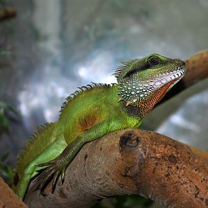 Chinese Water Dragon