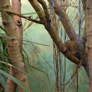 Pygmy Marmoset