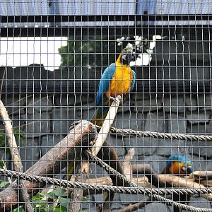 Blue and Yellow Macaw