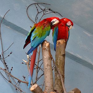 Red and Green macaw