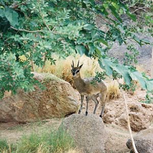 klipspringer