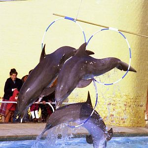 Dolphin display at whipsnade