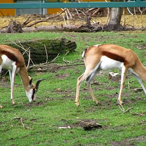Springbok