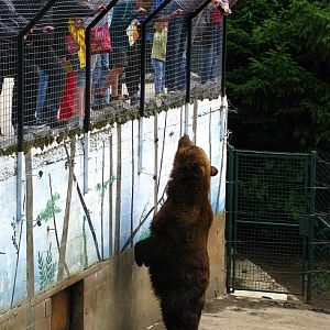 Brown Bear Exhibit
