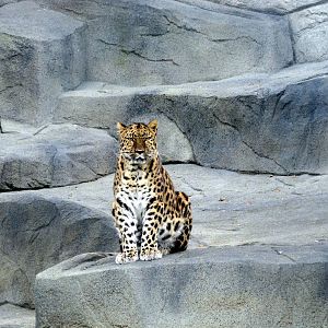 Amur Leopard