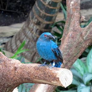 Asian Fairy-bluebird