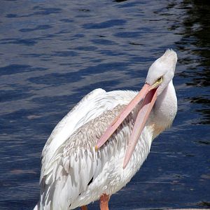 American White Pelican