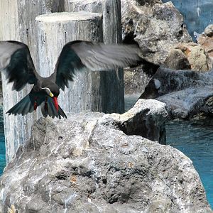 Inca Tern